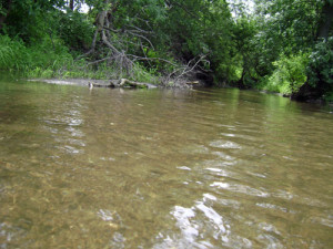 Plum Creek at Eye Level
